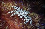 Sea urchin crab