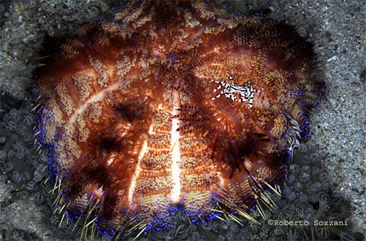 Zebrida adamsii