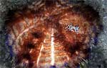 Sea urchin crab