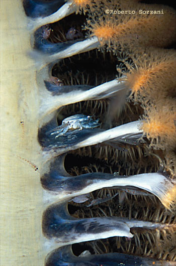 Porcellanella triloba