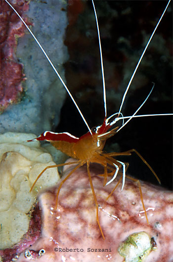 Lysmata amboinensis