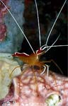 Ambon cleaner shrimp