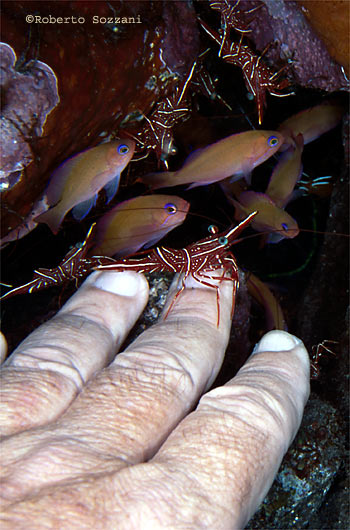 Rhynchocinetes durbanensis