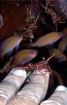 Hingebeak, Camel shrimp