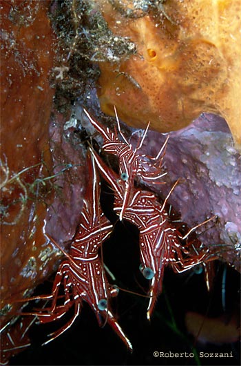 Rhynchocinetes durbanensis