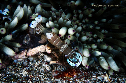 Periclimenes magnificus