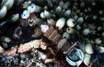 Anemone shrimp