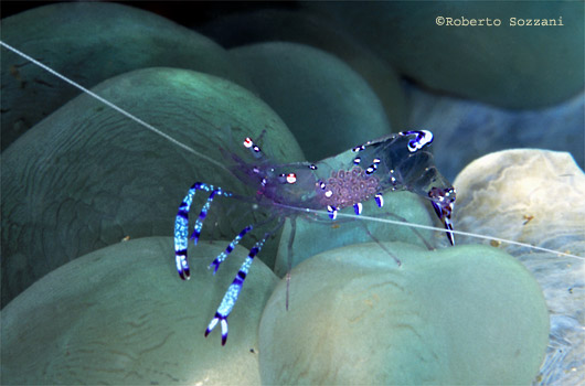 Periclimenes sarasvati