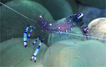Anemone shrimp