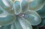 Bubble Coral Shrimp