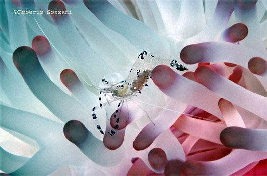 Periclimenes sarasvati