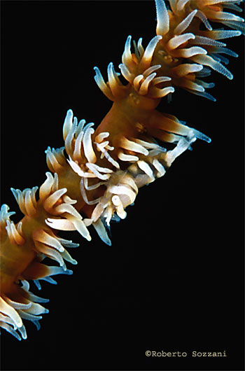Dasycaris zanzibarica