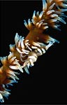 Coral shrimp