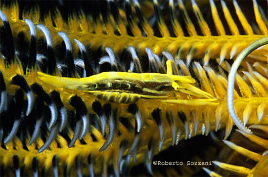 Periclimenes amboinensis