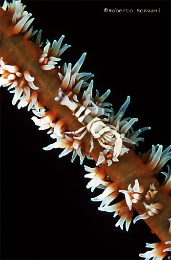 Dasycaris zanzibarica