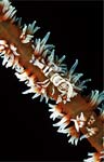 Coral shrimp