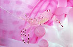 Anemone shrimp