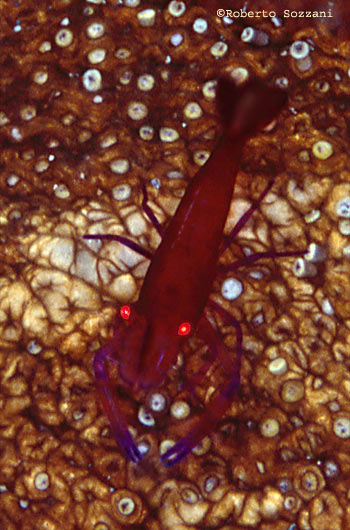 Periclimenes imperator