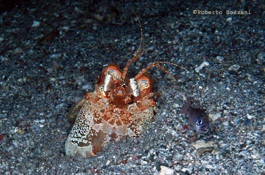 Lysiosquillina sp.