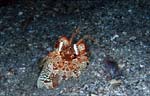 Mantis shrimp