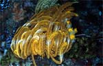 Crinoid - Feather Star