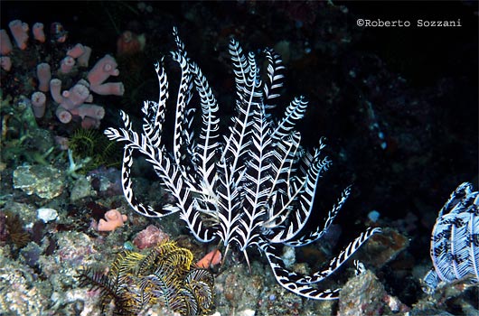 Crinoide - Feather Star
