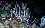 Crinoid - Feather Star