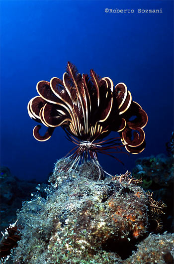 Himerometra robustipinna