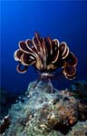 Crinoid - Feather Star