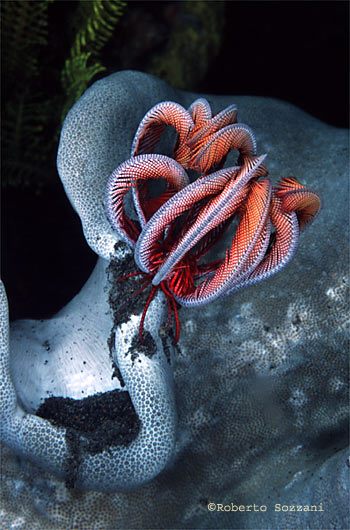 Himerometra robustipinna