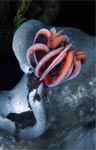 Crinoid - Feather Star