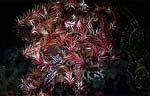 Crinoid - Feather Star