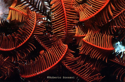 Himerometra robustipinna