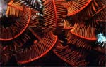 Crinoid - Feather Star