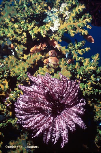 Crinoide - Feather Star