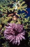 Crinoid - Feather Star