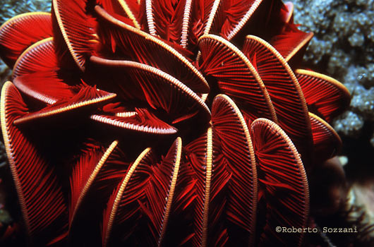 Himerometra robustipinna