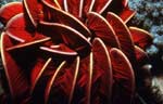 Crinoid - Feather Star