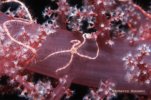 Ophiotrix sp.