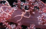 Brittle Star