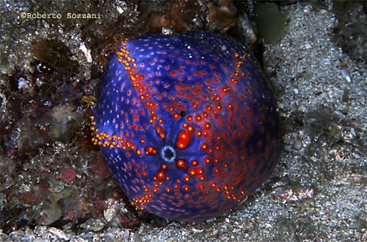 Pseudocolochirus violaceus