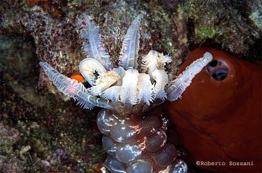 Euapta godeffroyi