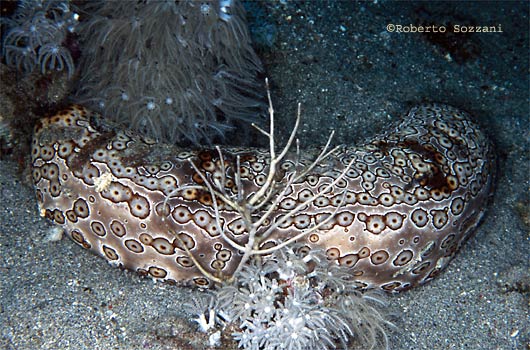 Bohadschia argus