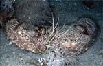 Spotted Sea Cucumber