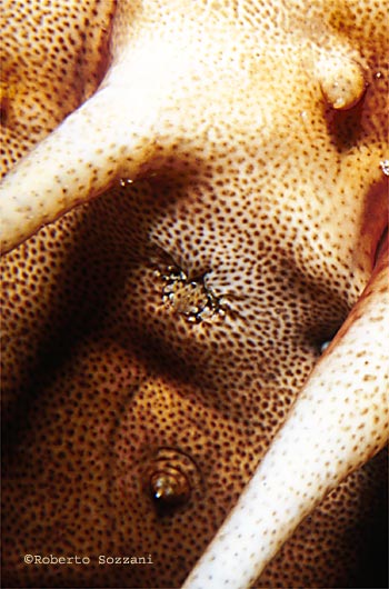 Thelenota ananas