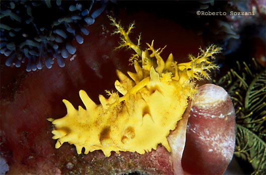Colochirus robustus