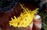 Colochirus robustus