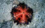 Fire urchin