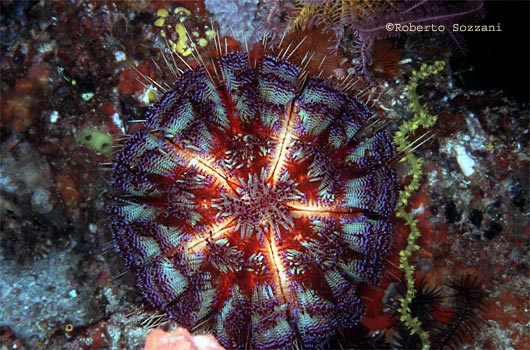 Asthenosoma ijimai