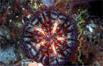 Magnificent Urchin